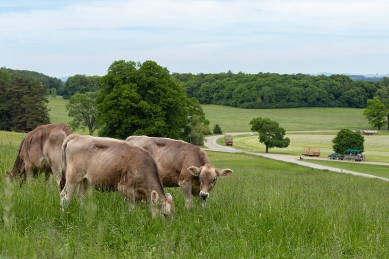 470525316 10161964970544584 8776833751232077515 n 768x512