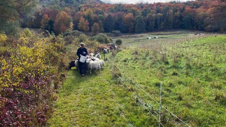 Shona leading sheep down hill 1536x864 1 768x432