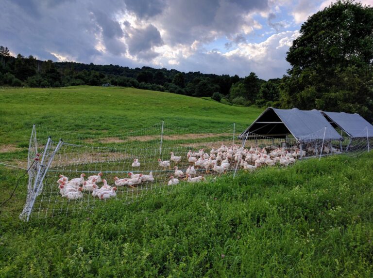 Chicken pasture NEW 768x574