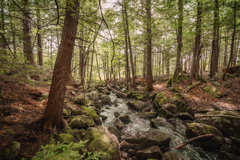 DirtandGlass Summer Stream 768x512