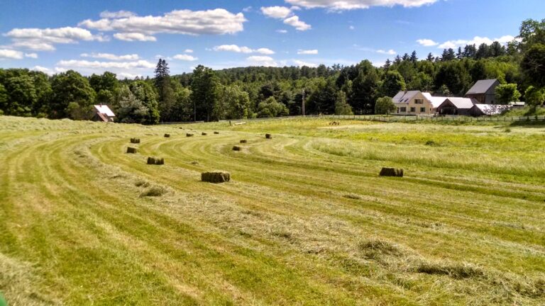 Hay 2 NEW 768x432