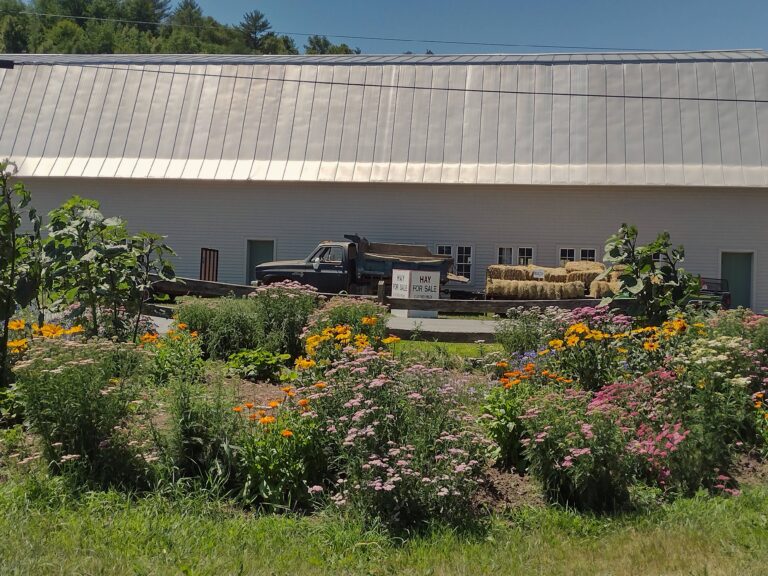 IMG 20220709 132232522 HDR 768x576