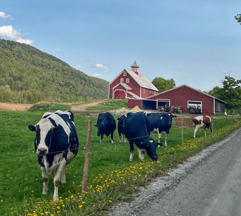 LHF Spring cows and dandelions 768x688